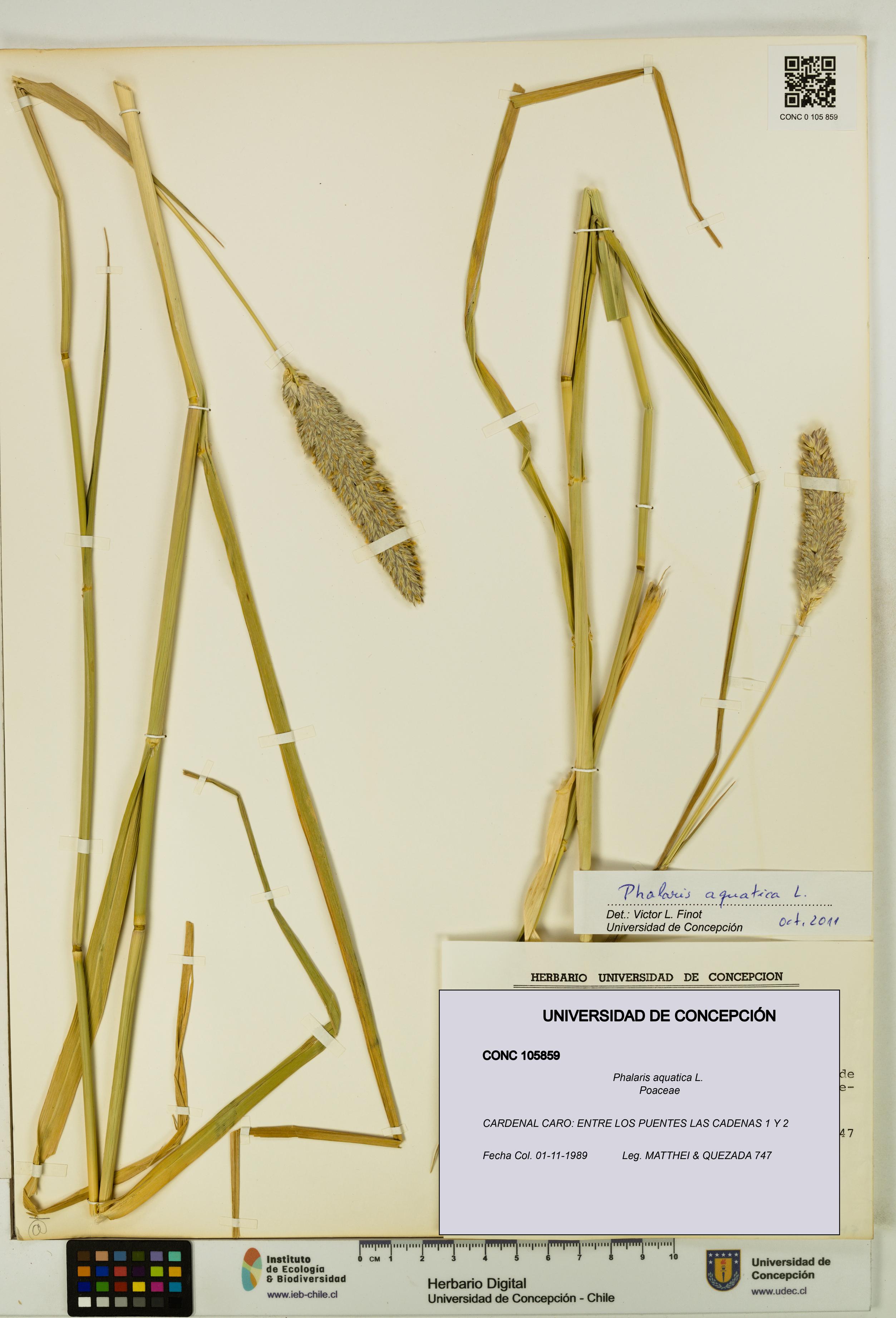 Phalaris aquatica [Espécimen: UDEC:CONC:0105859]