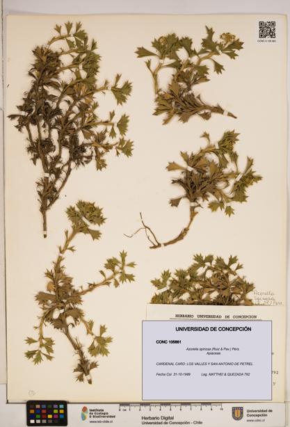 Azorella spinosa [Espécimen: ]