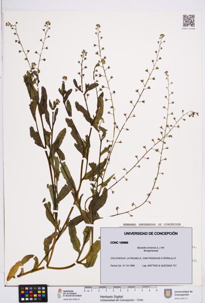 Myosotis arvensis [Espécimen: ]