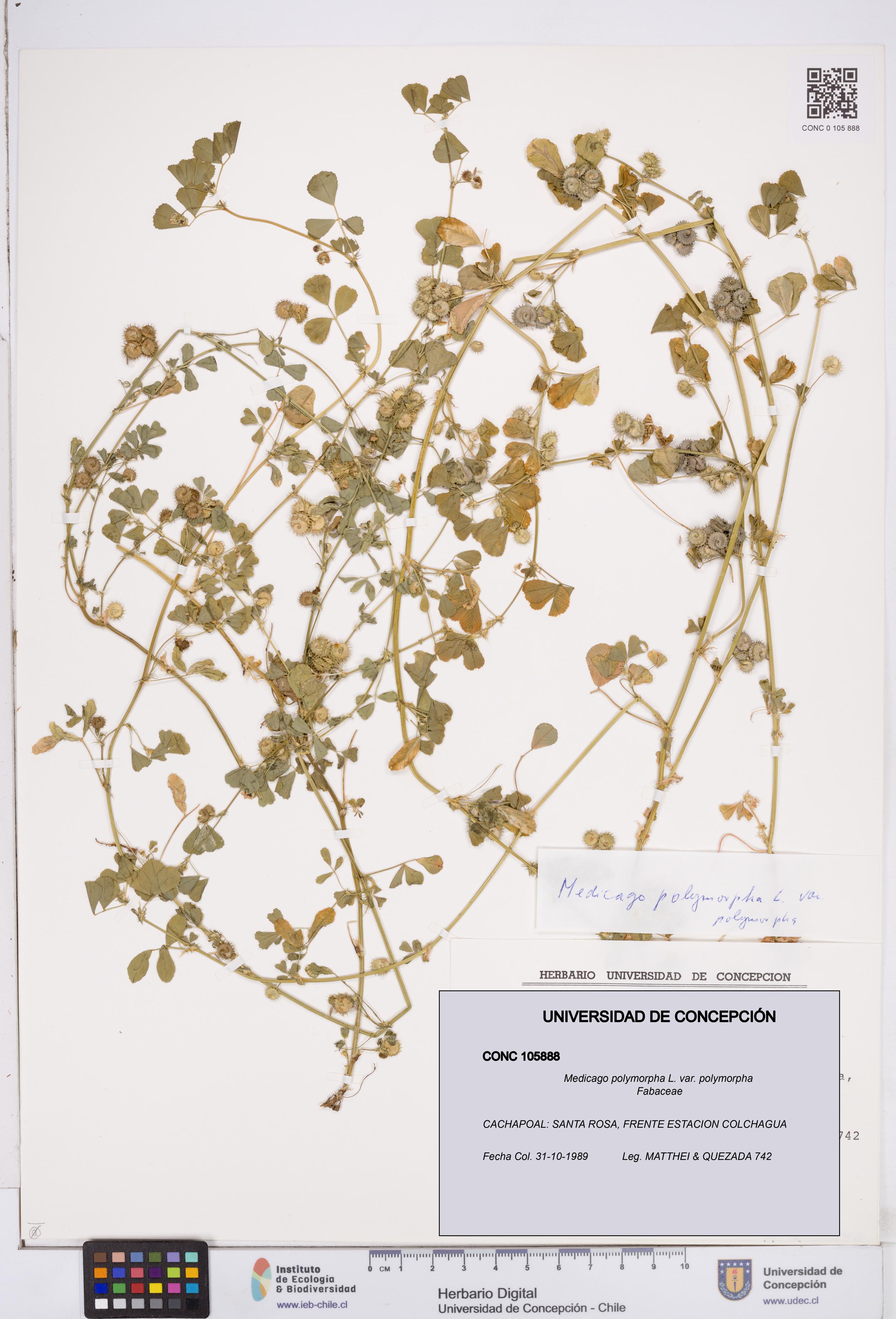 Medicago polymorpha var. polymorpha [Espécimen: ]