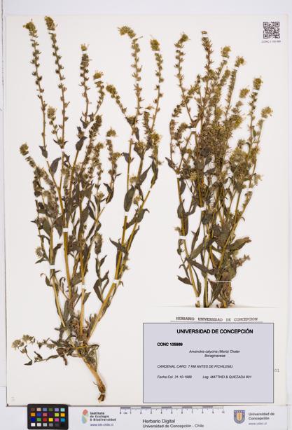 Amsinckia calycina [Espécimen: ]