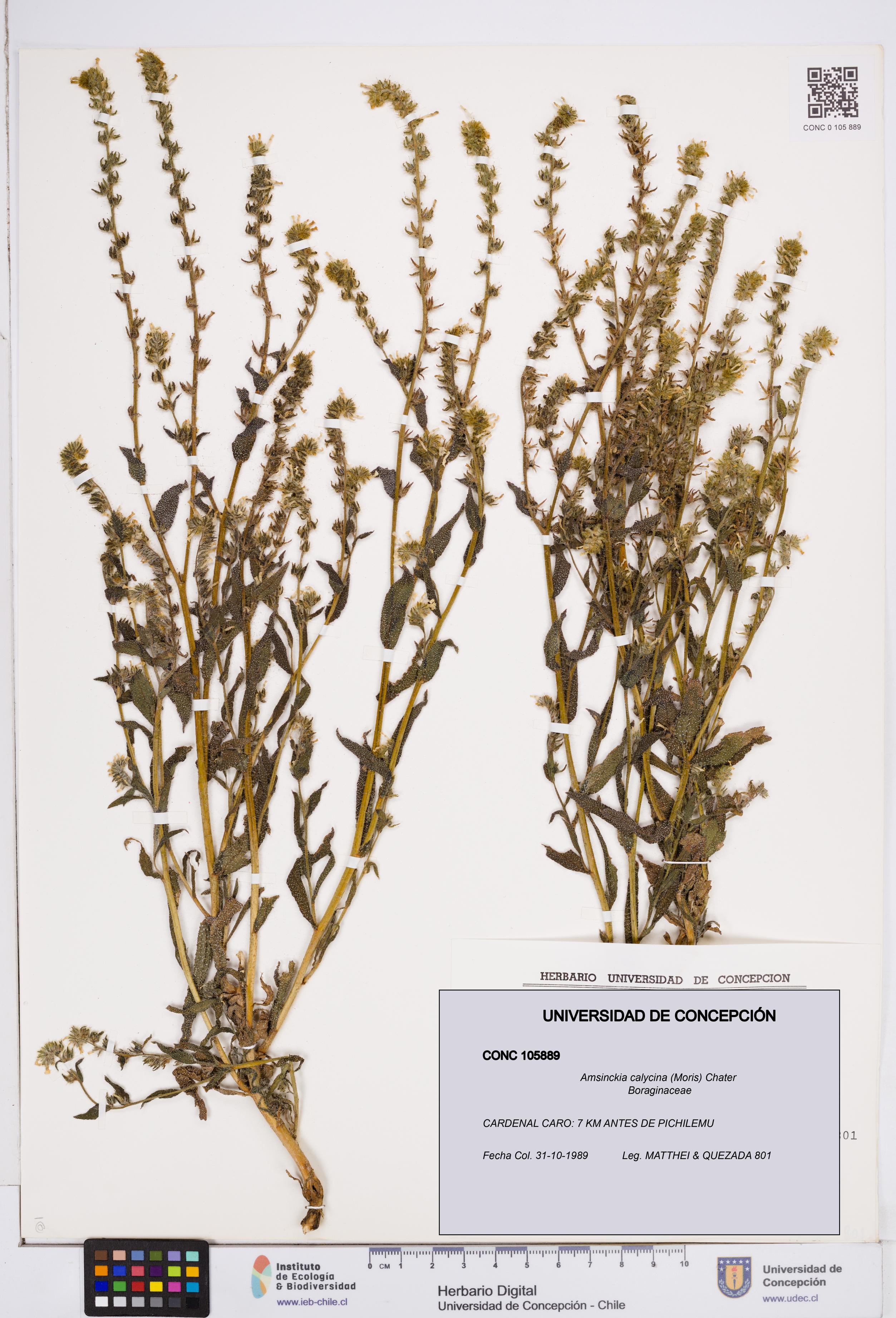 Amsinckia calycina [Espécimen: ]