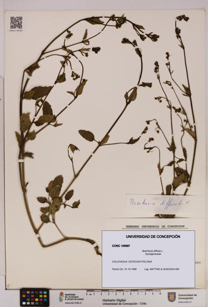 Boerhavia diffusa [Espécimen: UDEC:CONC:0105897]