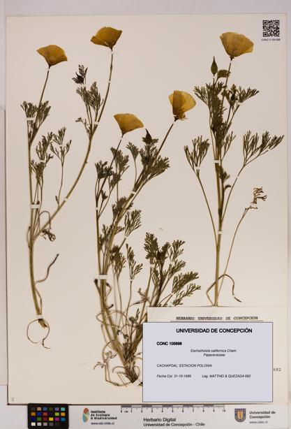 Eschscholzia californica [Espécimen: UDEC:CONC:0105898]