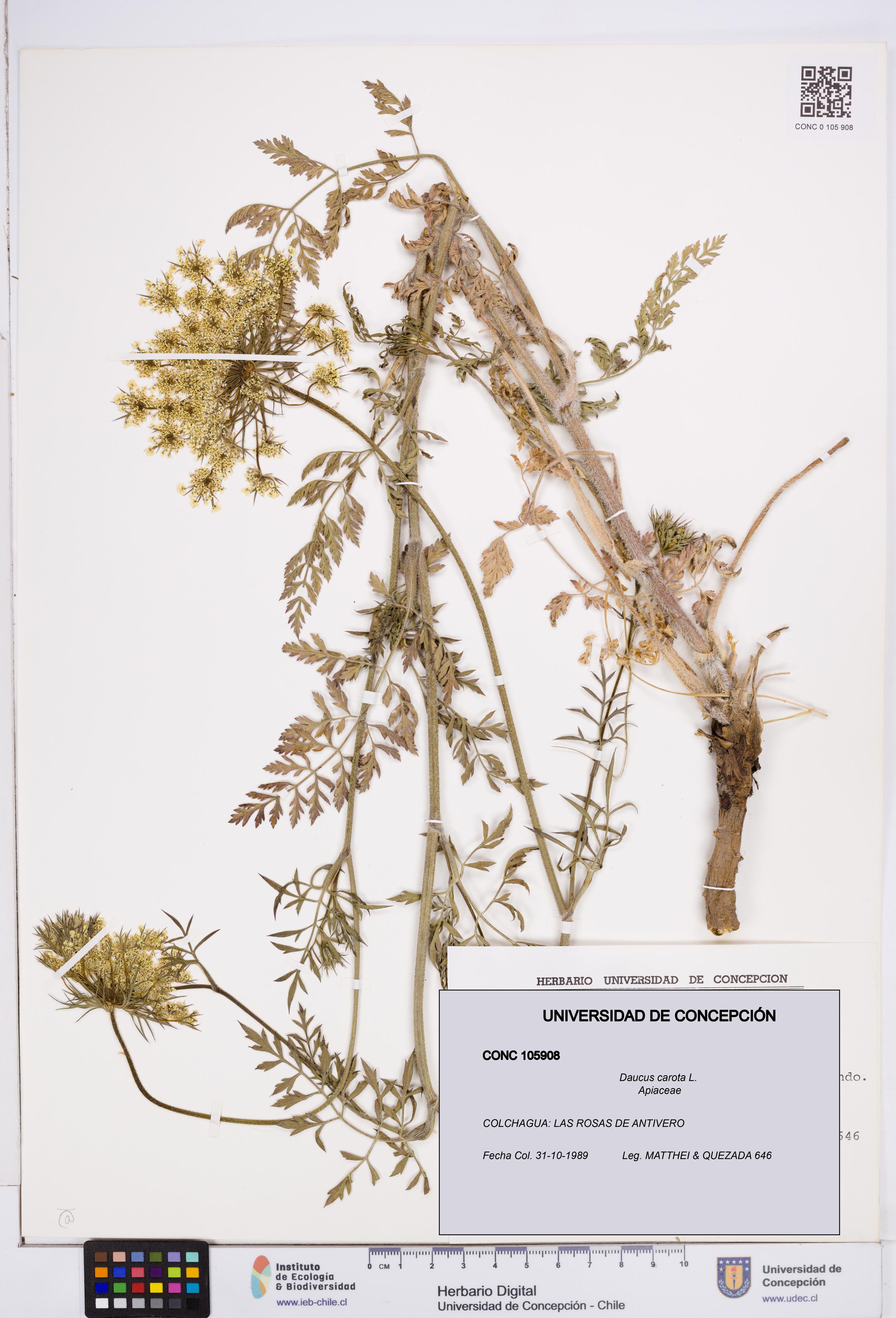 Daucus carota [Espécimen: ]