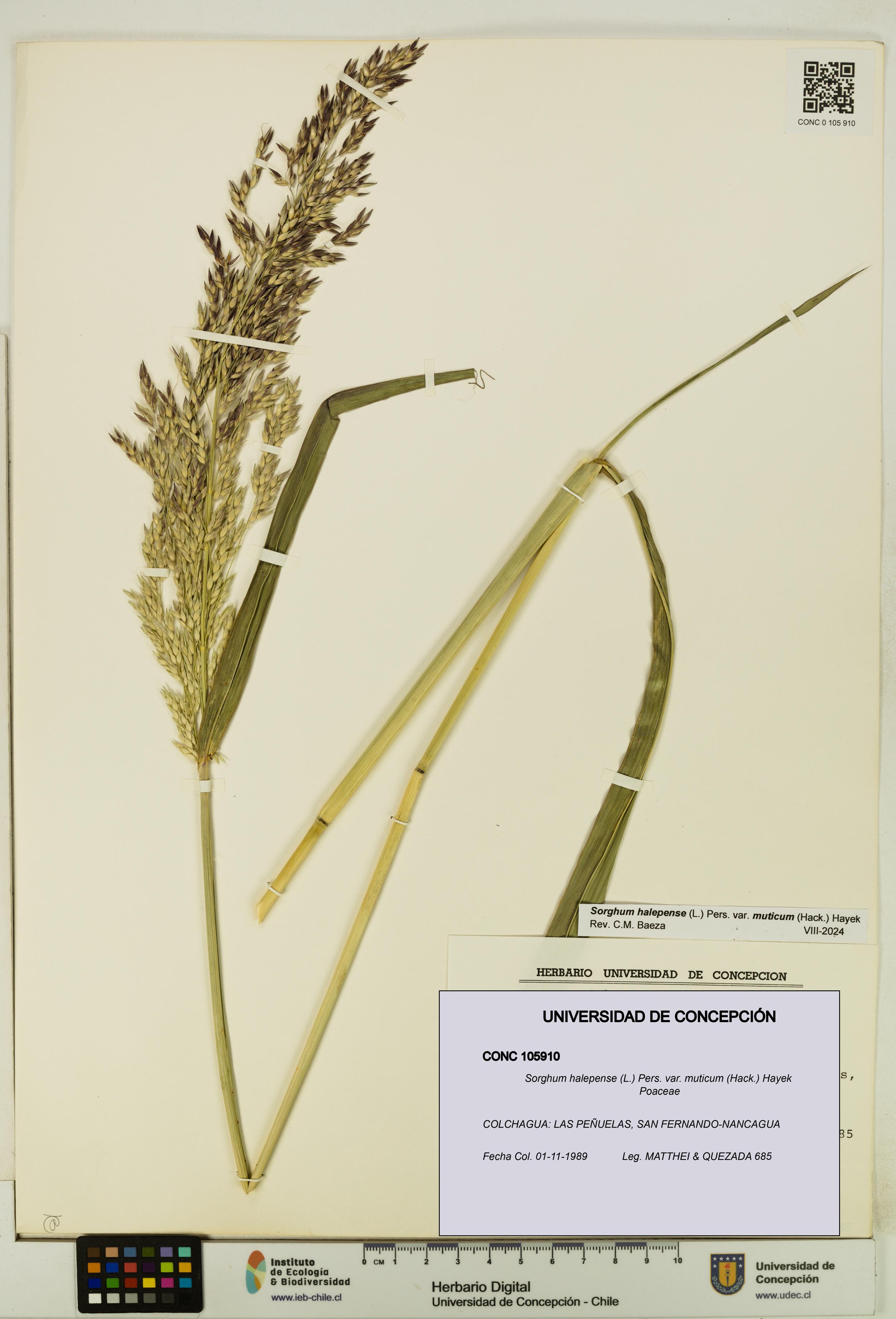 Sorghum halepense var. muticum [Espécimen: UDEC:CONC:0105910]