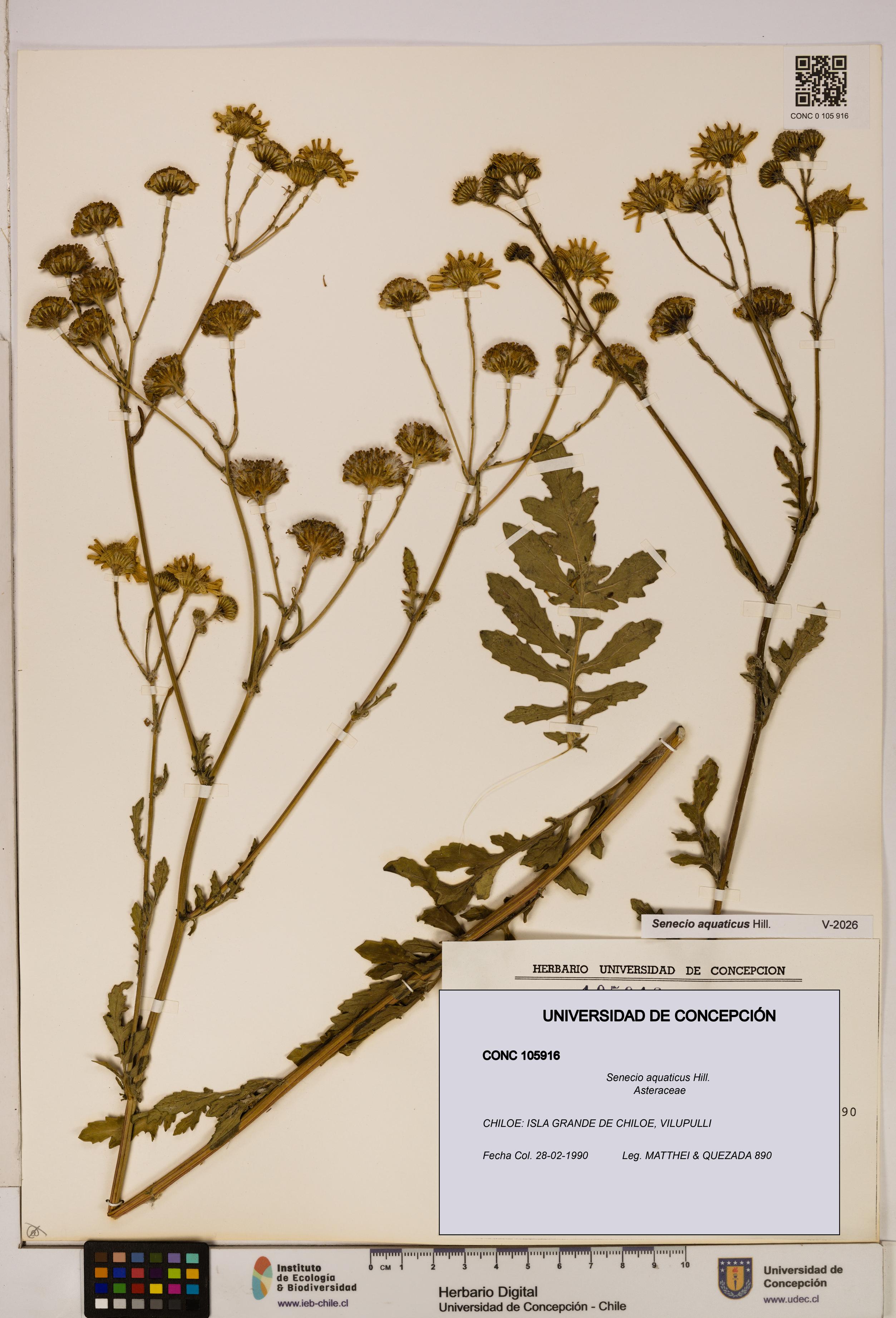 Senecio aquaticus [Espécimen: UDEC:CONC:0105916]