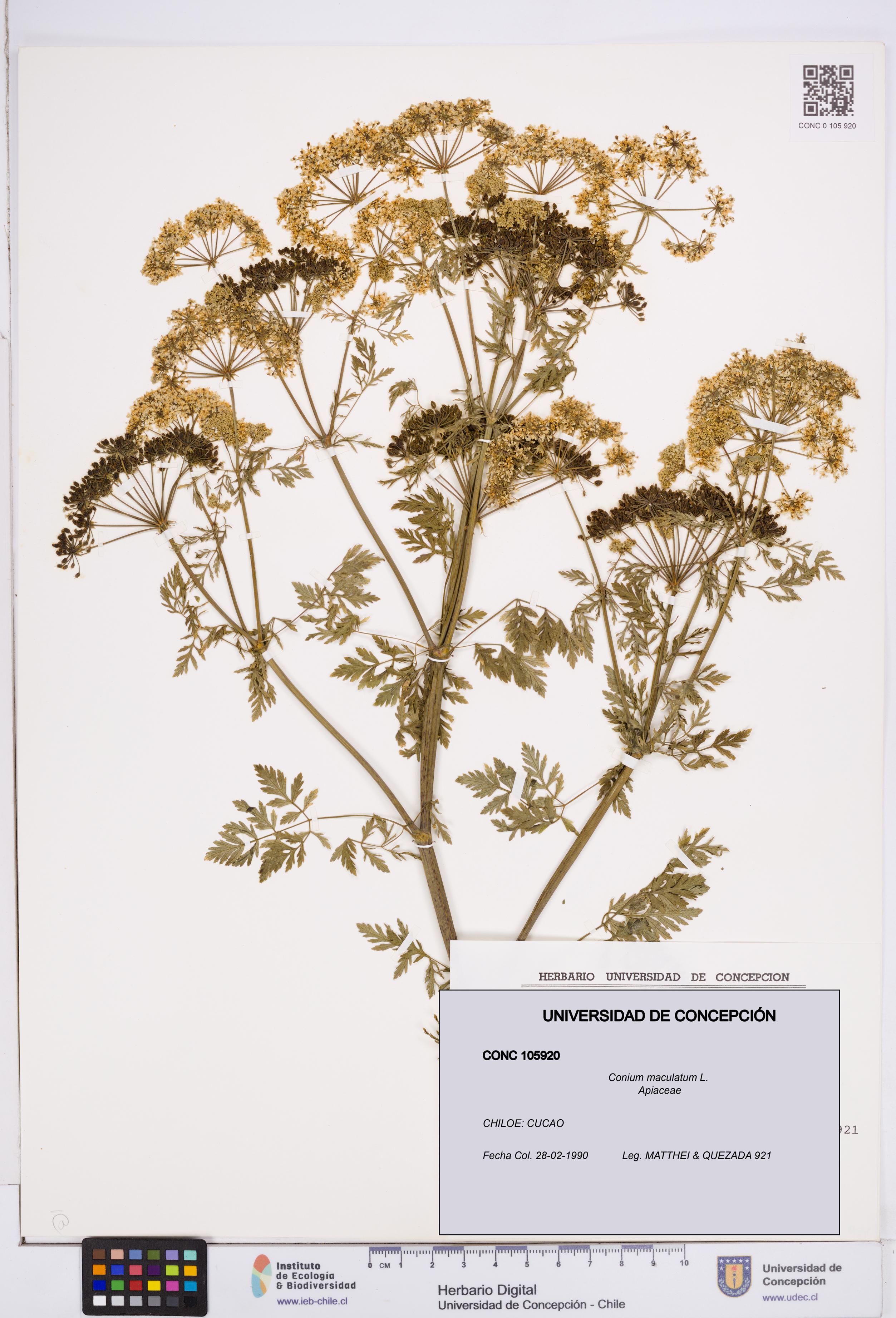Conium maculatum [Espécimen: ]