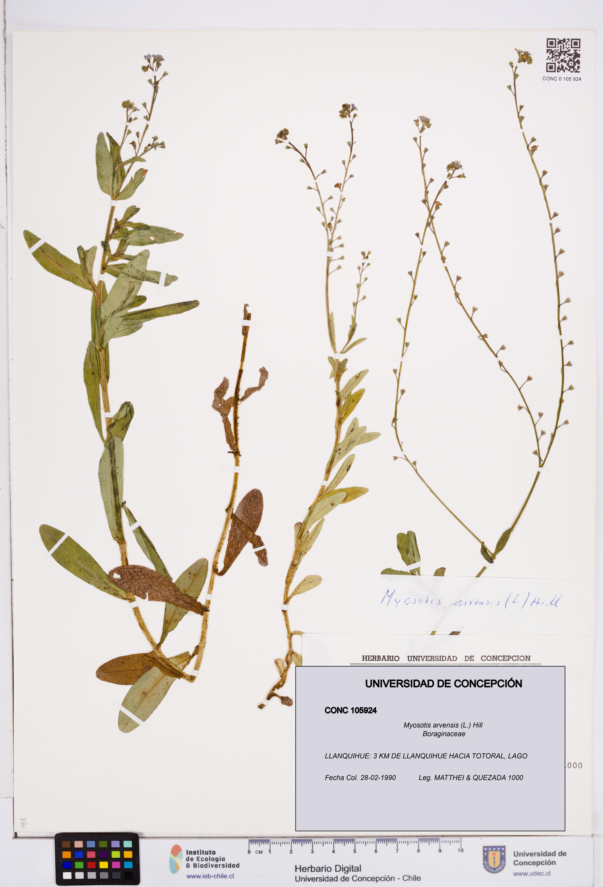 Myosotis arvensis [Espécimen: ]