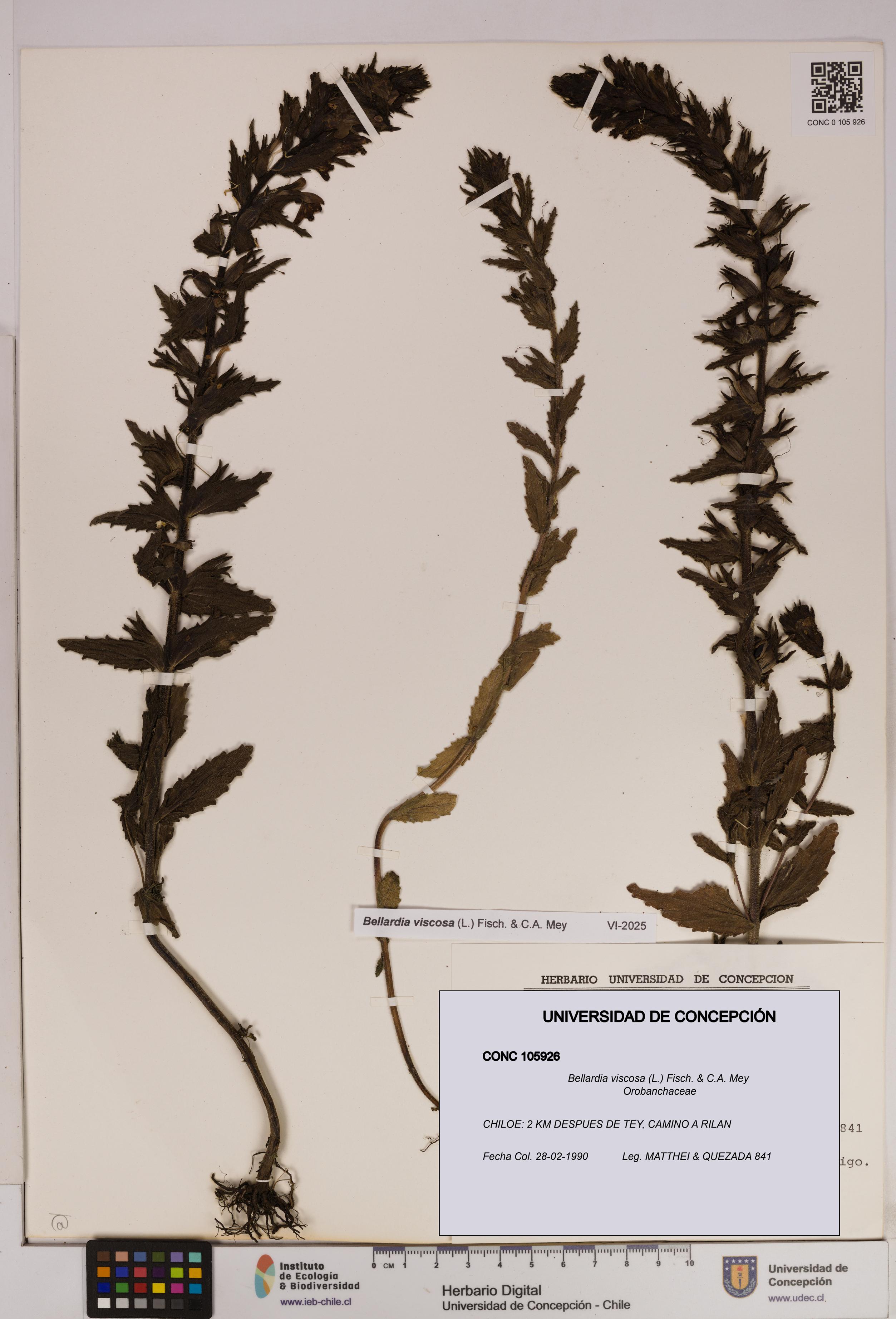 Bellardia viscosa [Espécimen: UDEC:CONC:0105926]