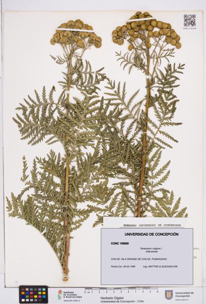 Tanacetum vulgare [Espécimen: ]