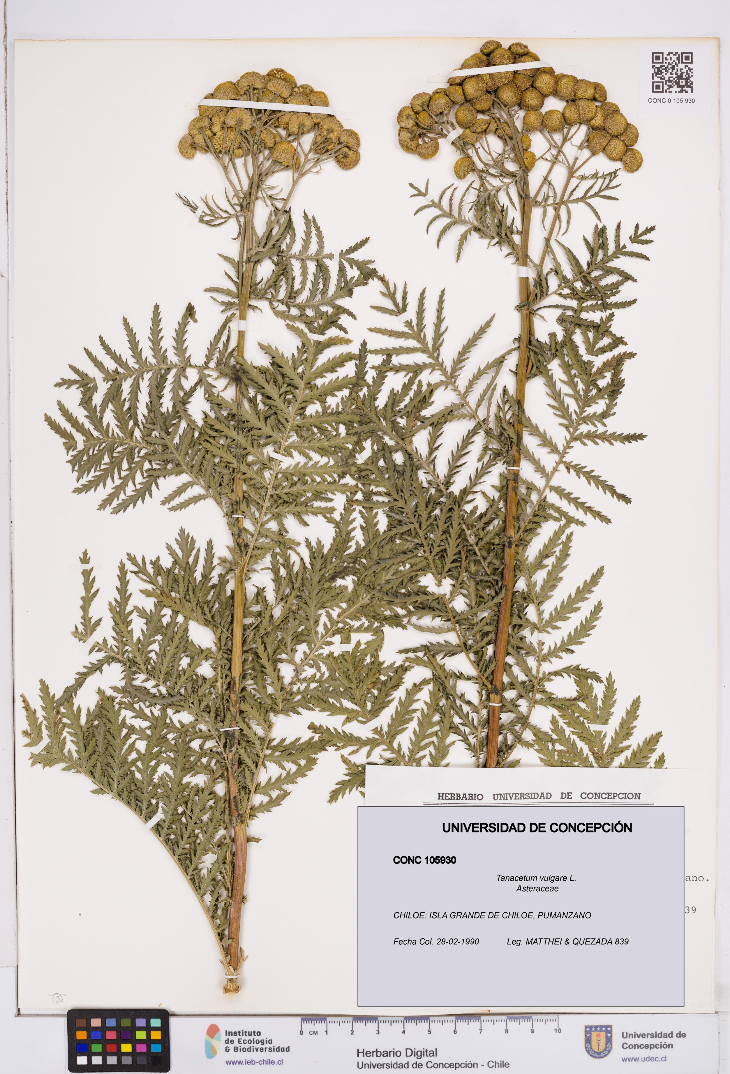 Tanacetum vulgare [Espécimen: ]