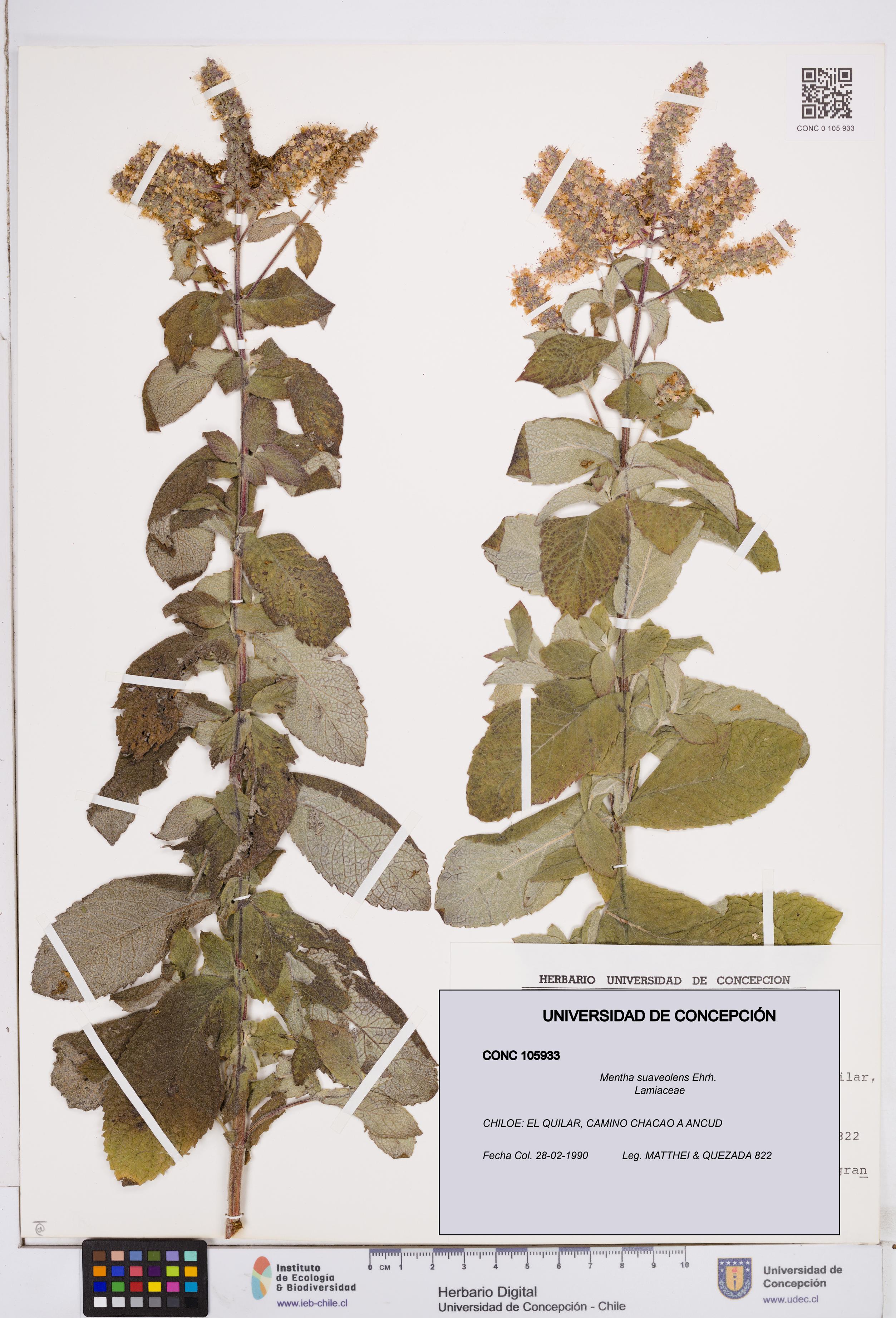 Mentha suaveolens [Espécimen: ]