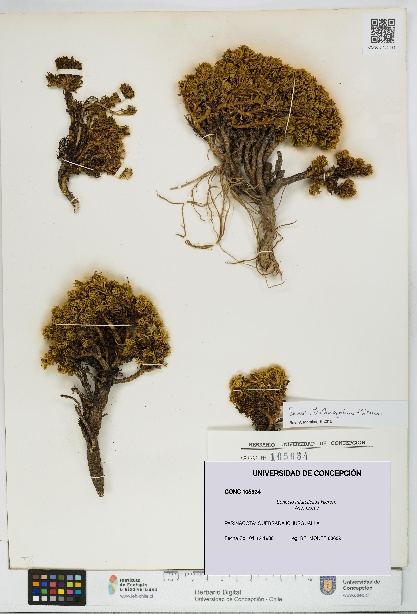 Senecio trifurcifolius [Espécimen: UDEC:CONC:0105934]