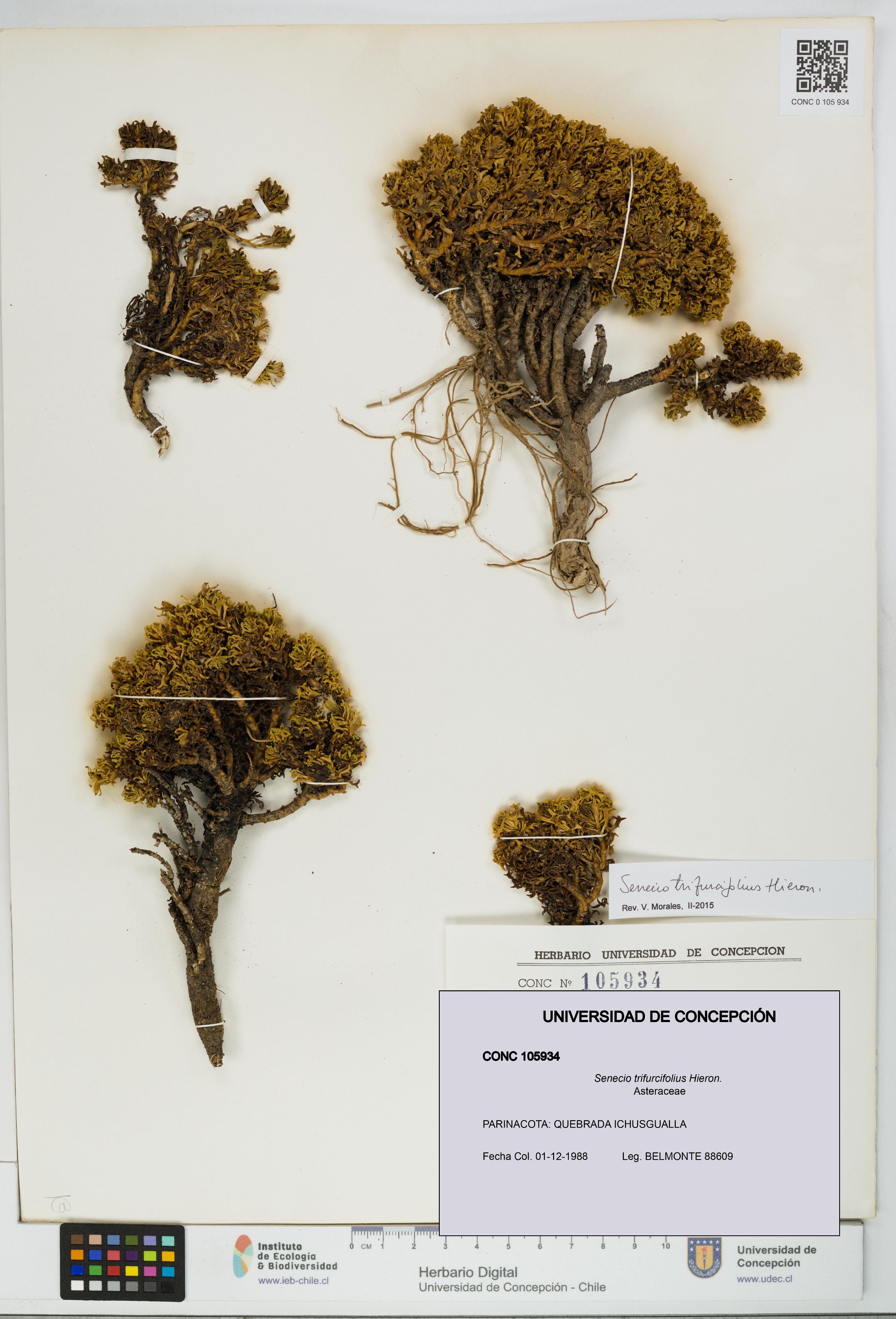 Senecio trifurcifolius [Espécimen: UDEC:CONC:0105934]