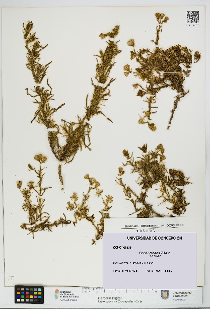 Senecio reicheanus [Espécimen: UDEC:CONC:0105935]