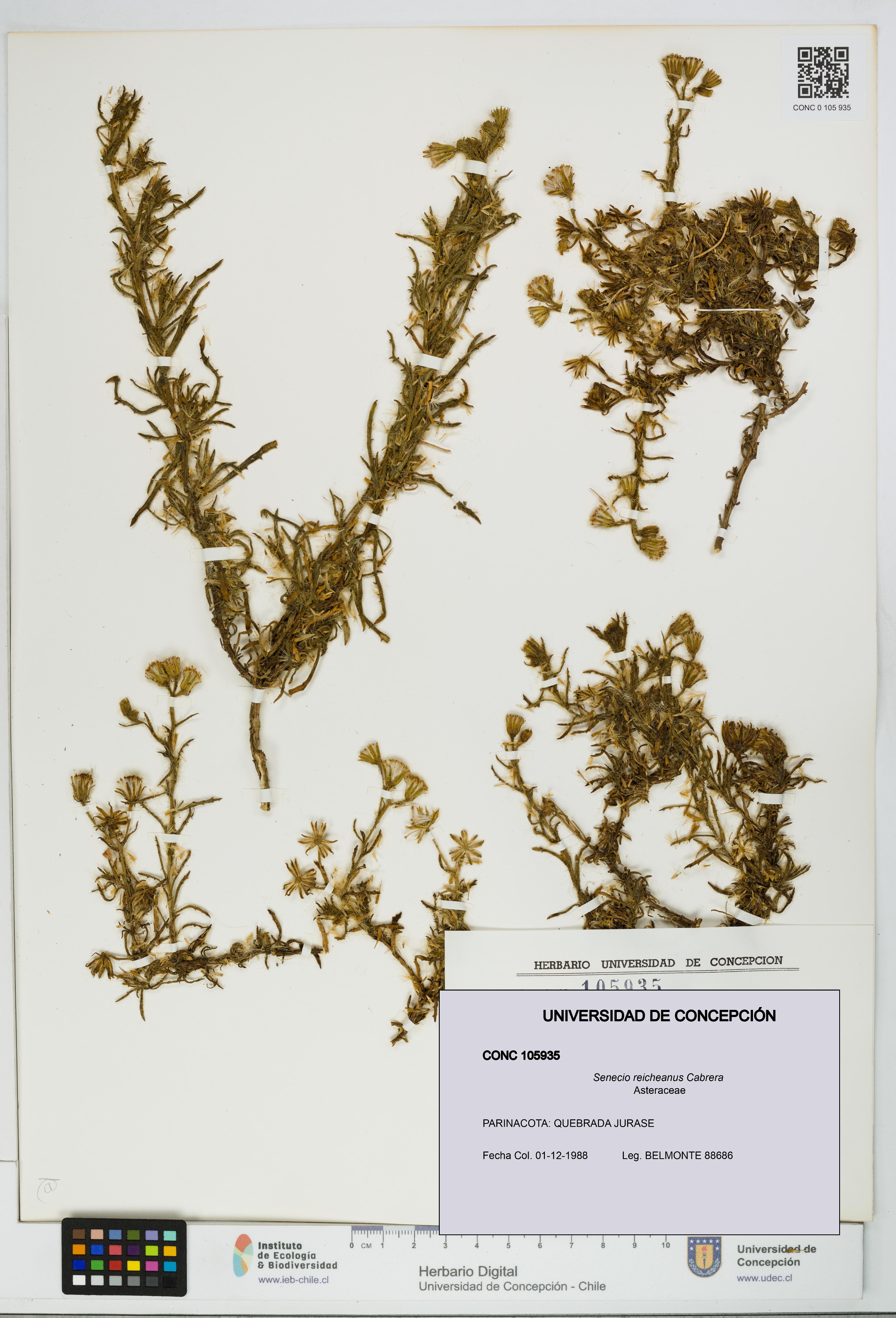 Senecio reicheanus [Espécimen: UDEC:CONC:0105935]