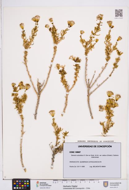 Senecio subulatus [Espécimen: ]