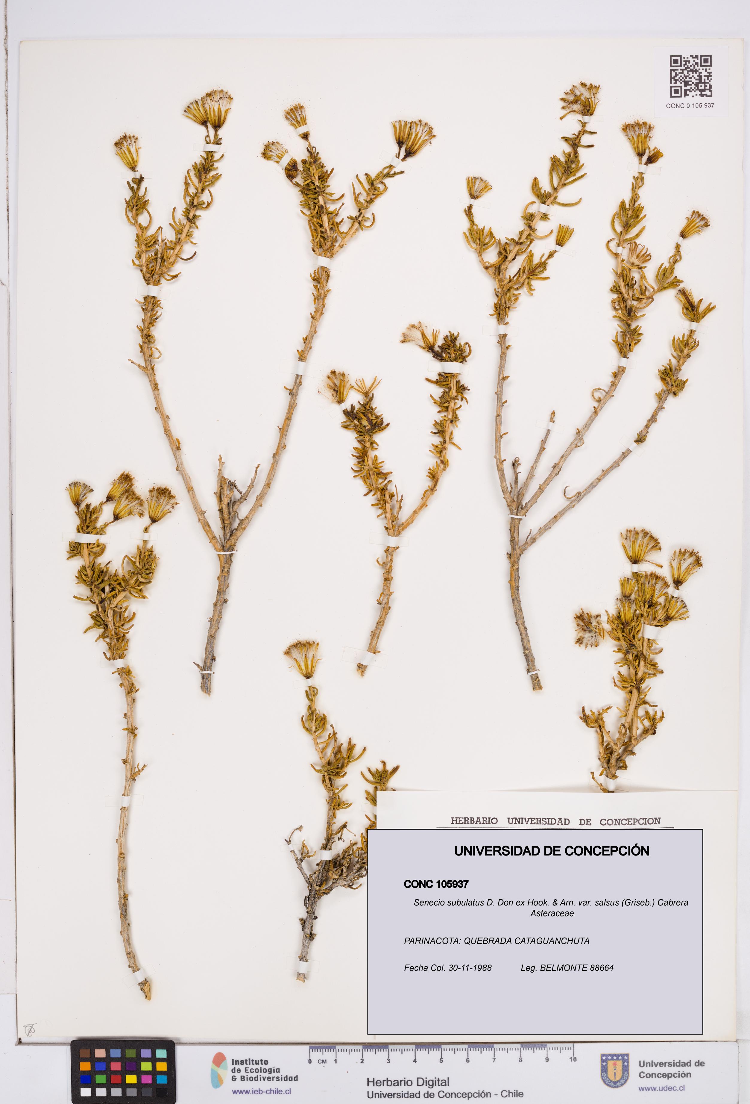 Senecio subulatus [Espécimen: ]