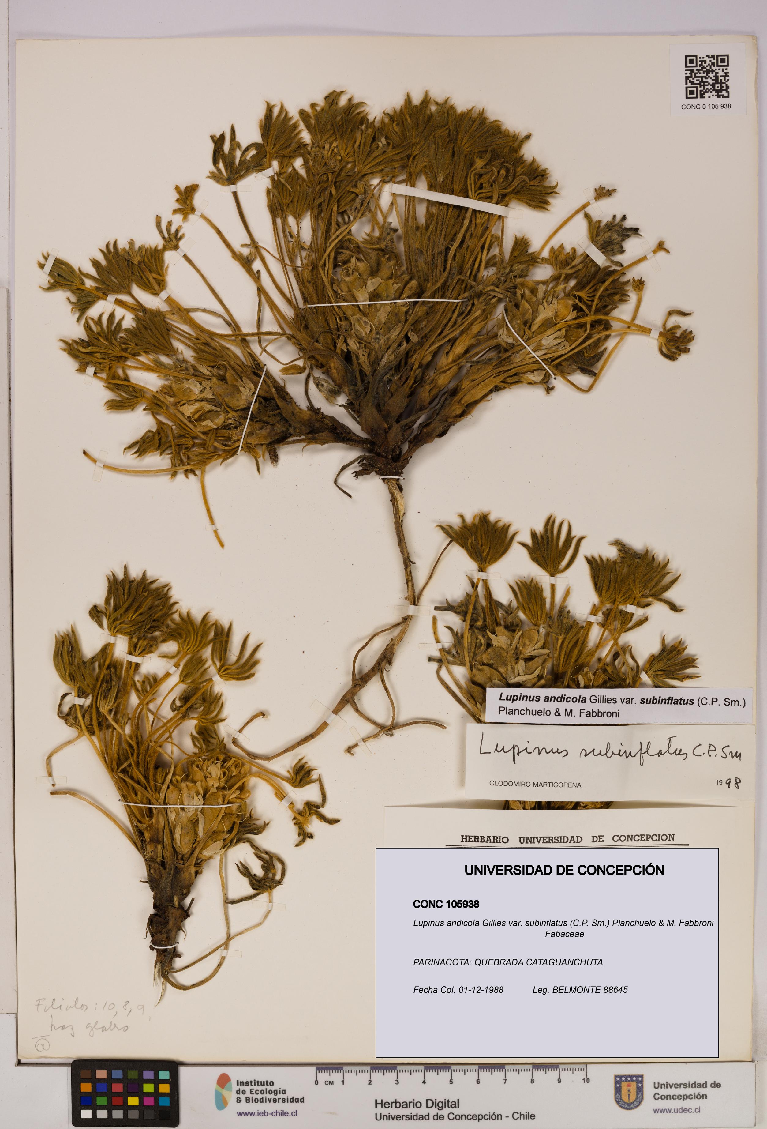 Lupinus andicola [Espécimen: UDEC:CONC:0105938]