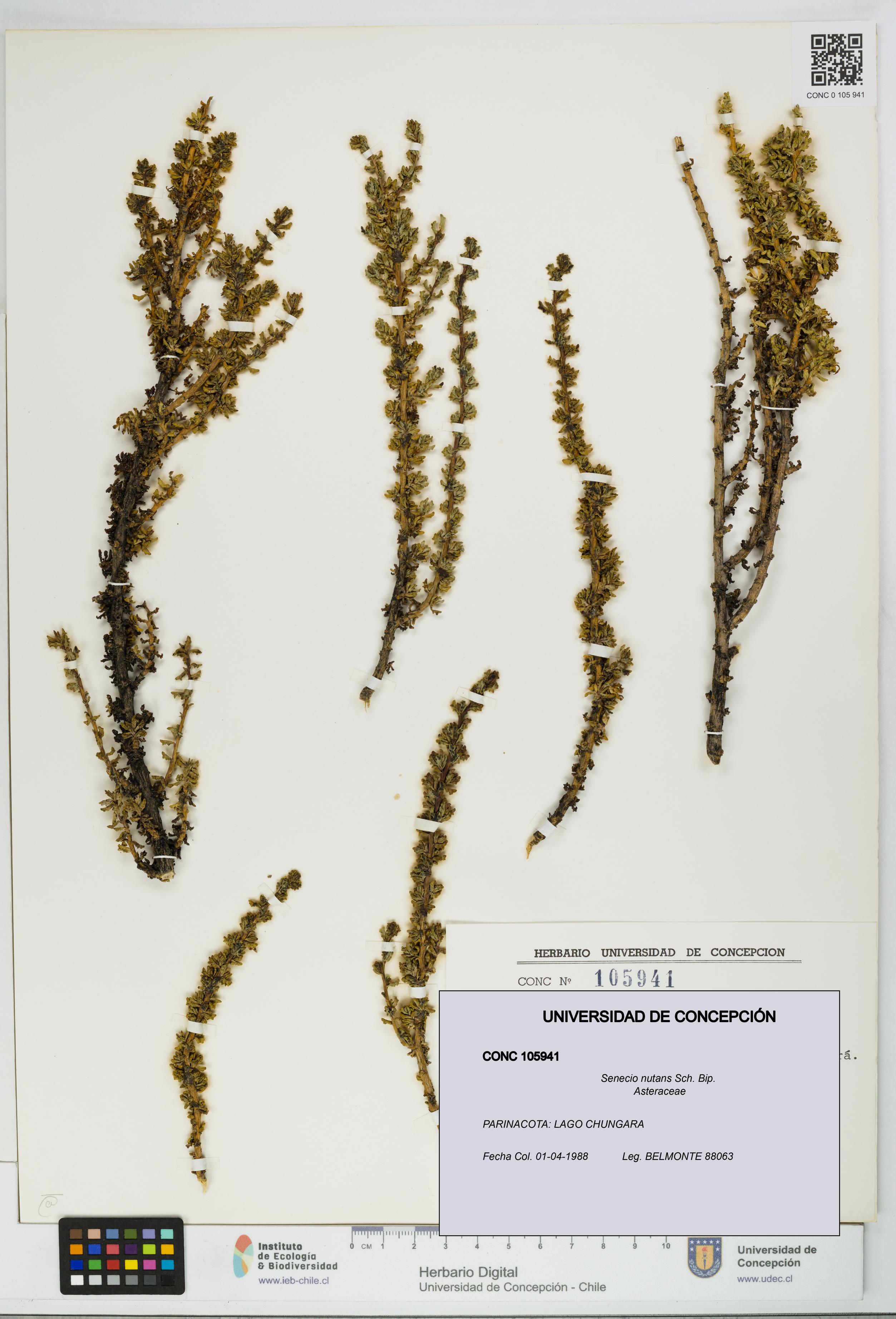 Senecio nutans [Espécimen: UDEC:CONC:0105941]