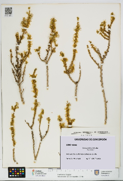 Senecio nutans [Espécimen: UDEC:CONC:0105942]