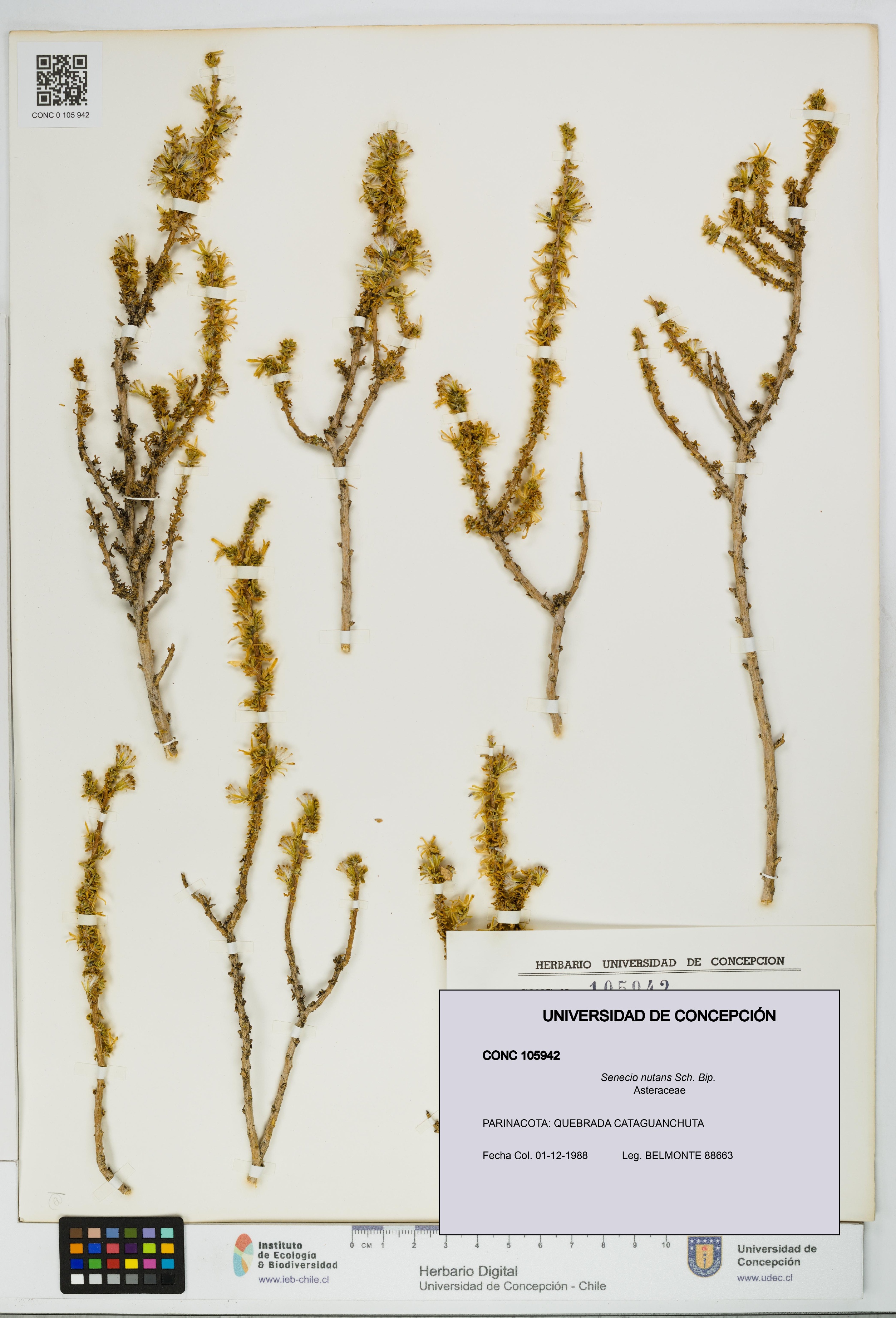 Senecio nutans [Espécimen: UDEC:CONC:0105942]