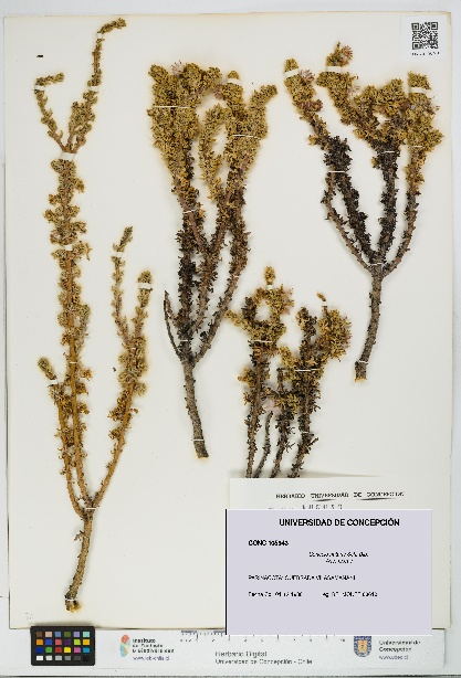 Senecio nutans [Espécimen: UDEC:CONC:0105943]