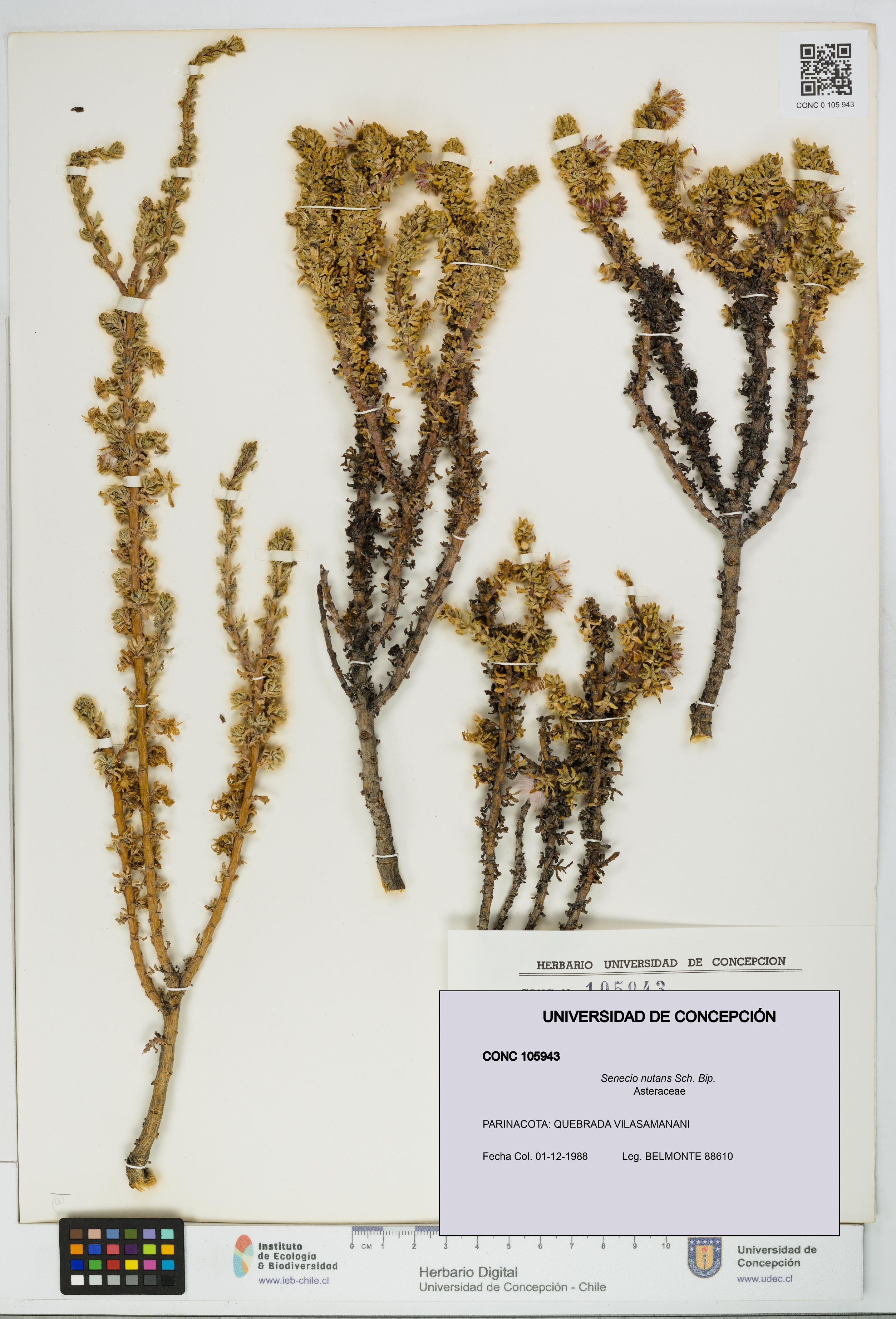 Senecio nutans [Espécimen: UDEC:CONC:0105943]