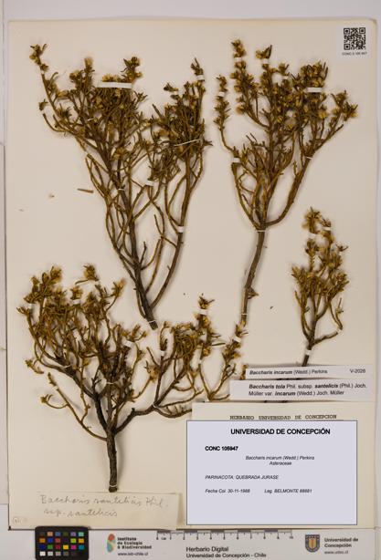 Baccharis incarum [Espécimen: UDEC:CONC:0105947]
