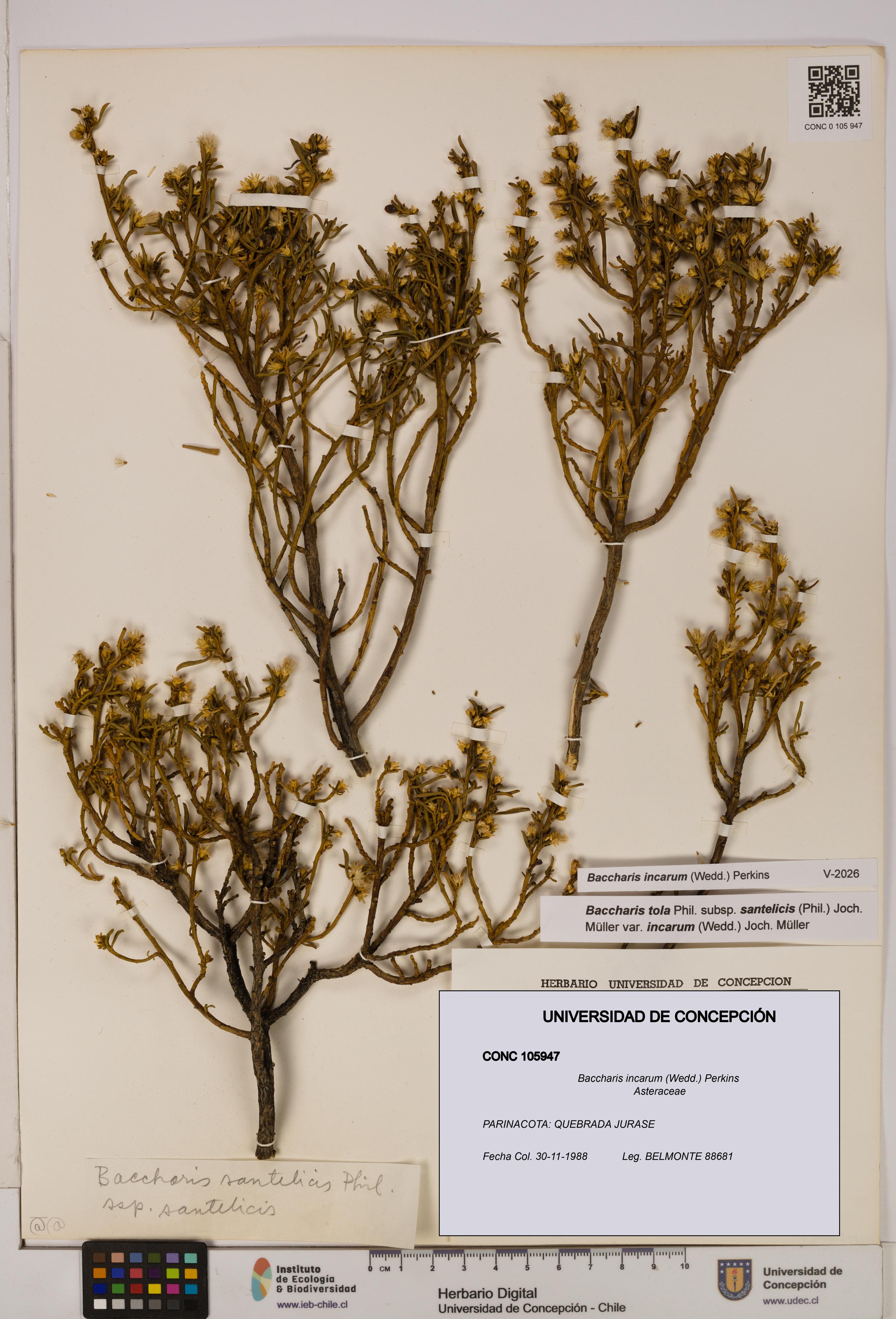 Baccharis incarum [Espécimen: UDEC:CONC:0105947]