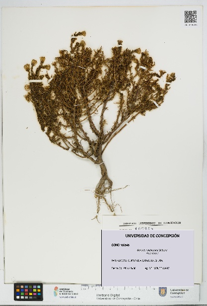 Senecio reicheanus [Espécimen: UDEC:CONC:0105948]
