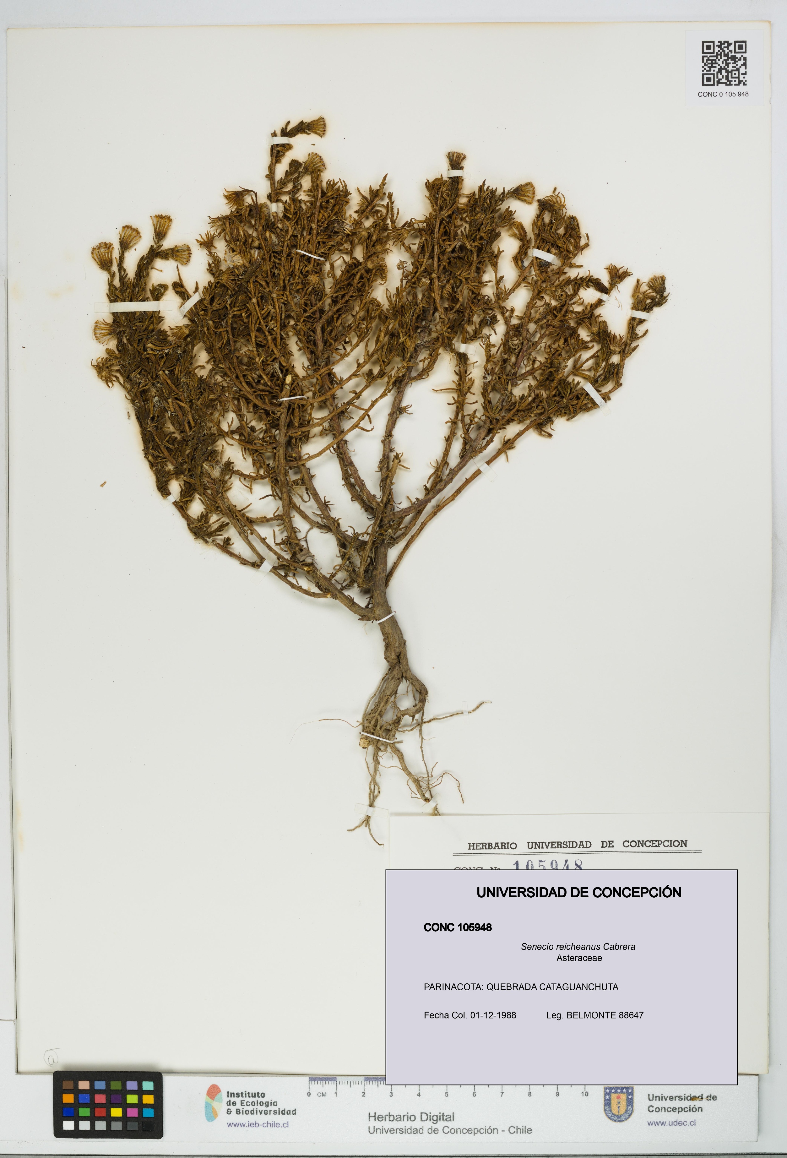 Senecio reicheanus [Espécimen: UDEC:CONC:0105948]