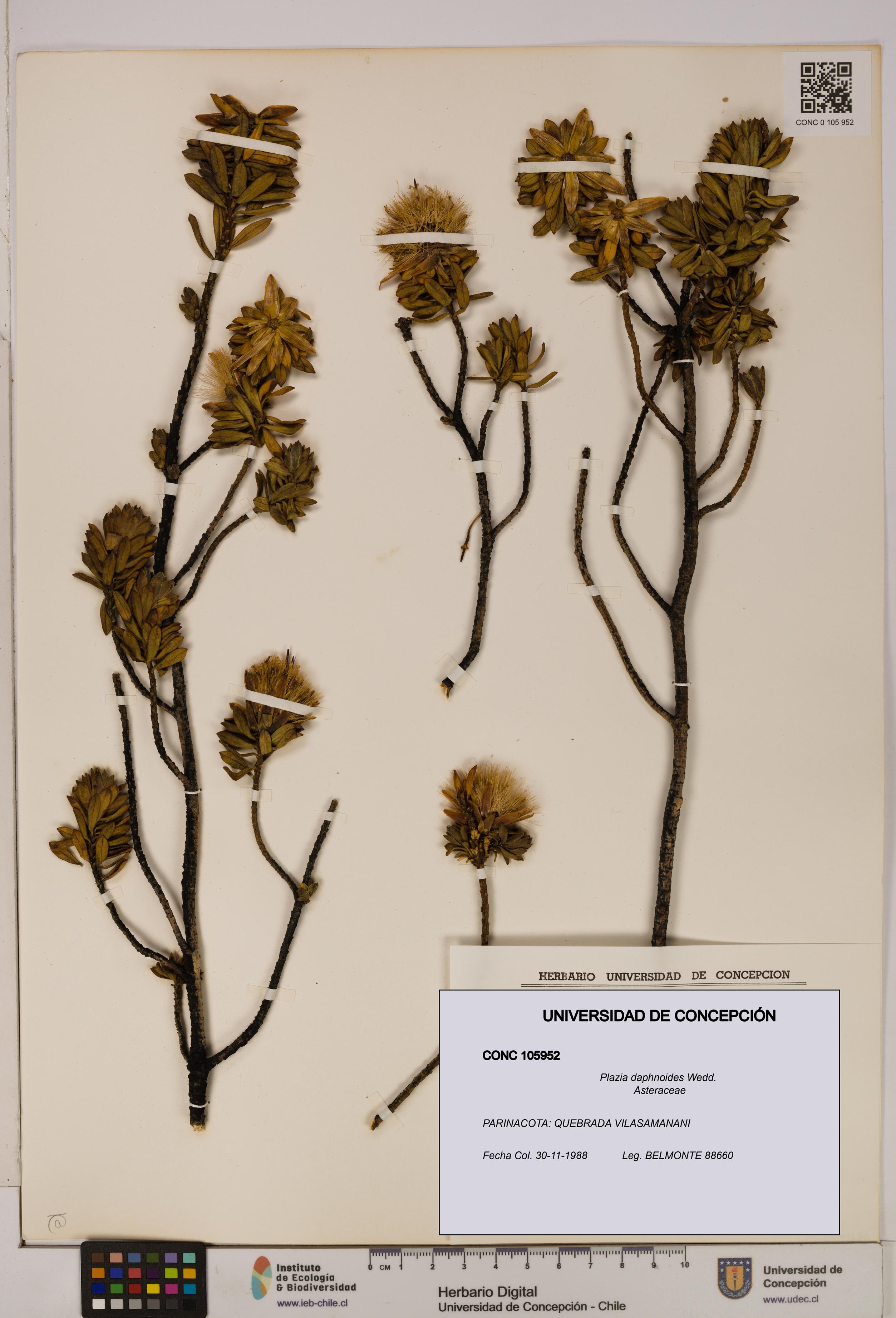 Plazia daphnoides [Espécimen: UDEC:CONC:0105952]