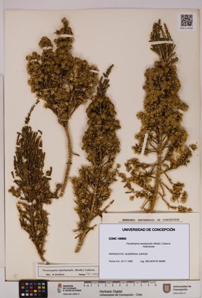 Parastrephia lepidophylla [Espécimen: UDEC:CONC:0105953]