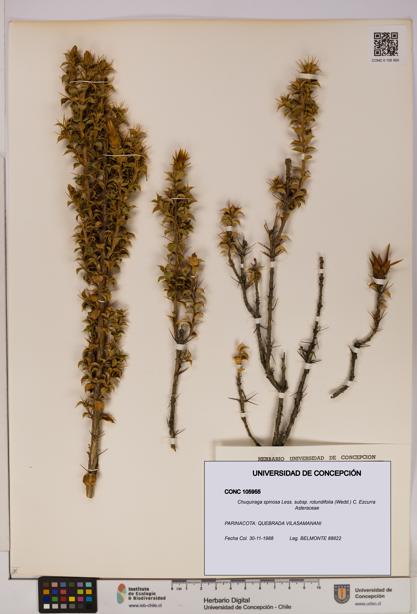 Chuquiraga spinosa subsp. rotundifolia [Espécimen: UDEC:CONC:0105955]