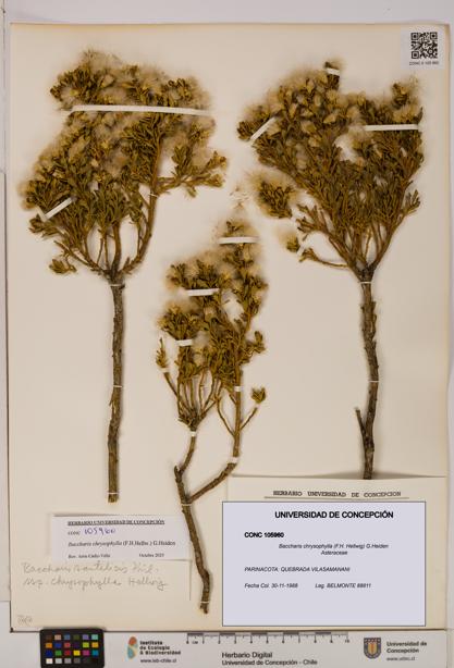 Baccharis chrysophylla [Espécimen: UDEC:CONC:0105960]