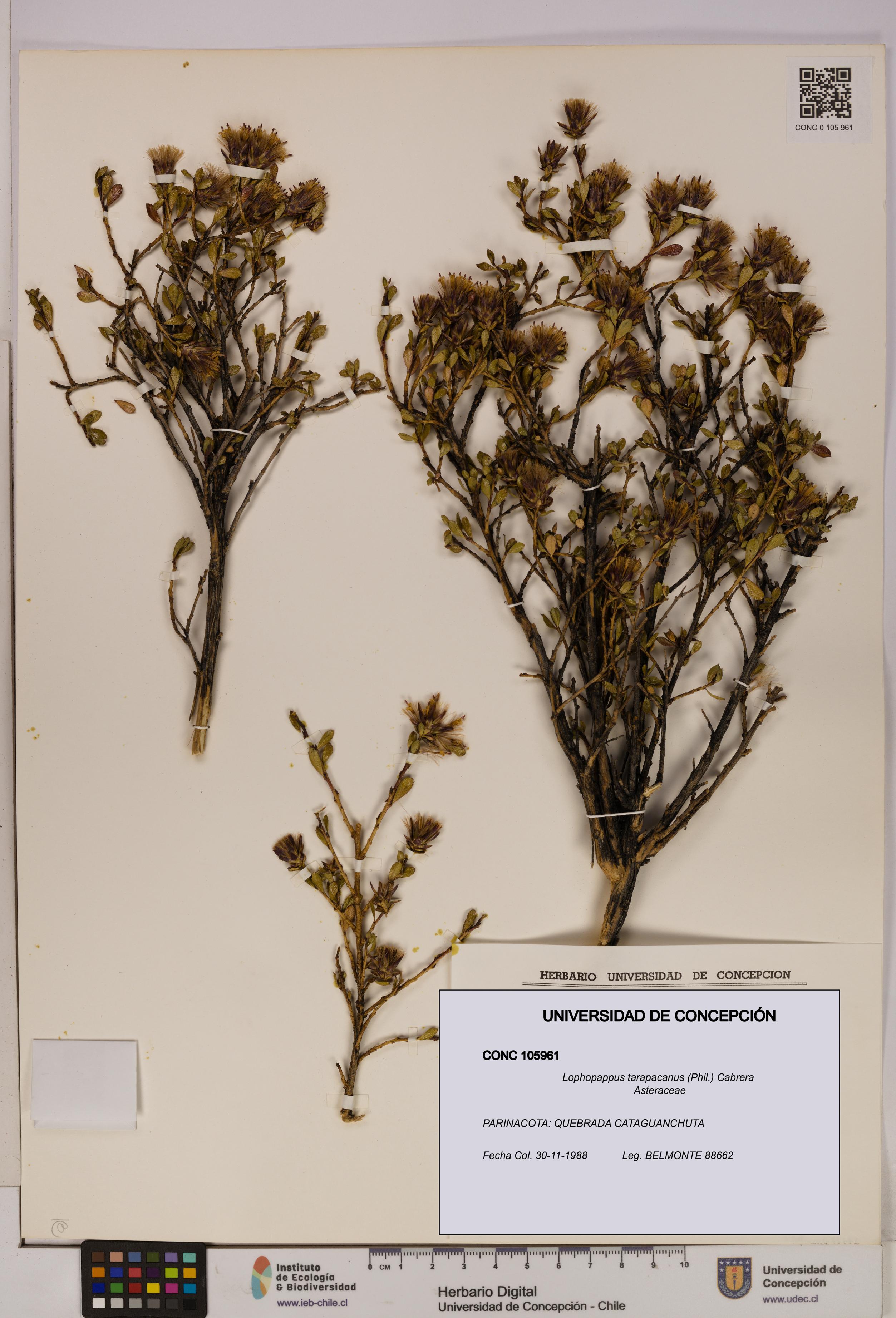 Lophopappus tarapacanus [Espécimen: UDEC:CONC:0105961]