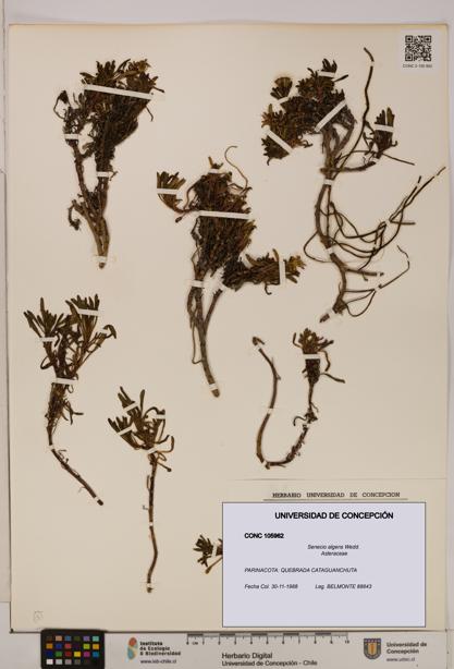 Senecio algens [Espécimen: UDEC:CONC:0105962]