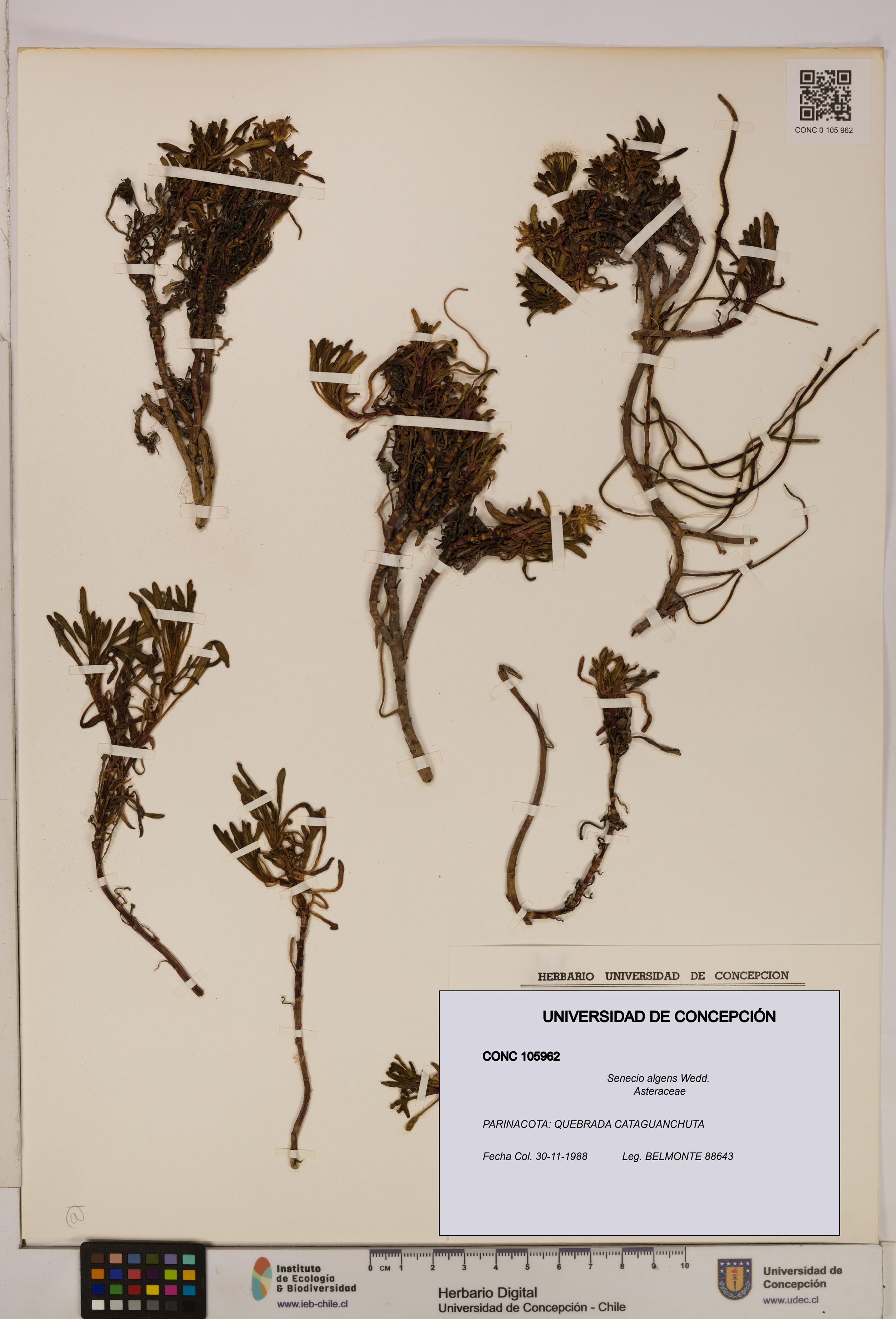 Senecio algens [Espécimen: UDEC:CONC:0105962]