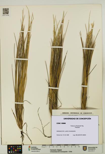 Festuca orthophylla [Espécimen: UDEC:CONC:0105968]