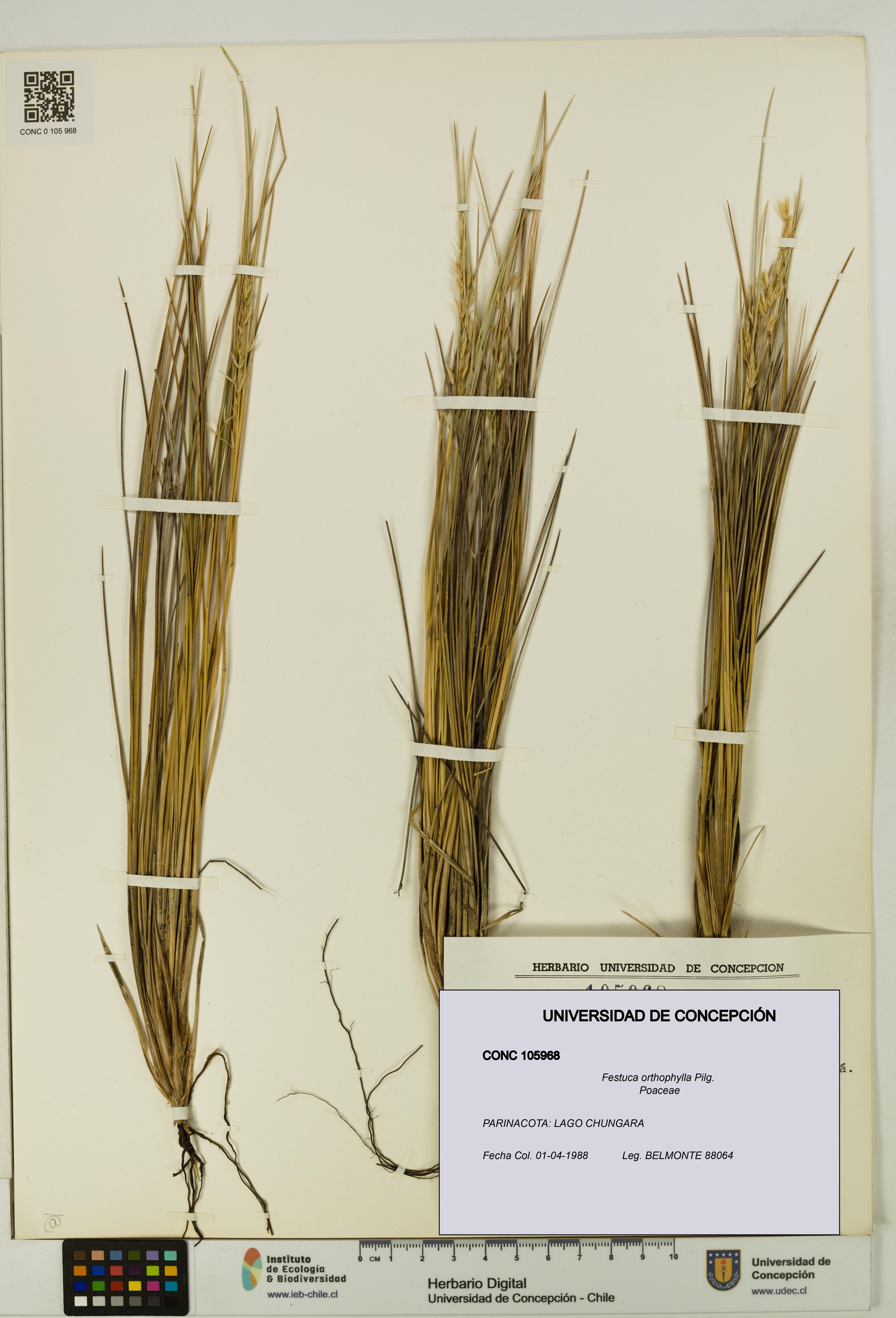 Festuca orthophylla [Espécimen: UDEC:CONC:0105968]