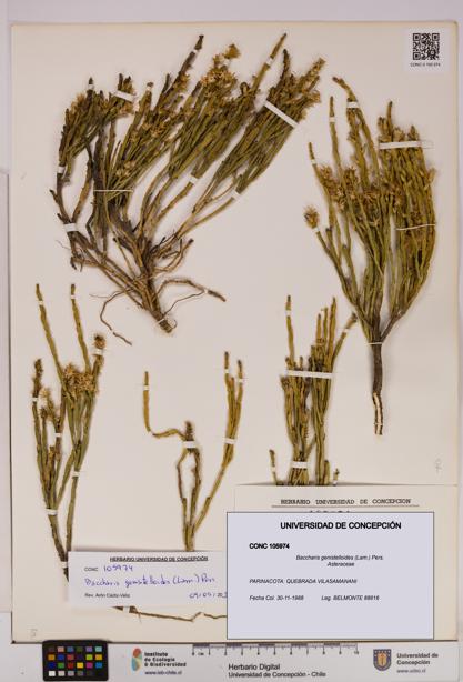 Baccharis genistelloides [Espécimen: UDEC:CONC:0105974]