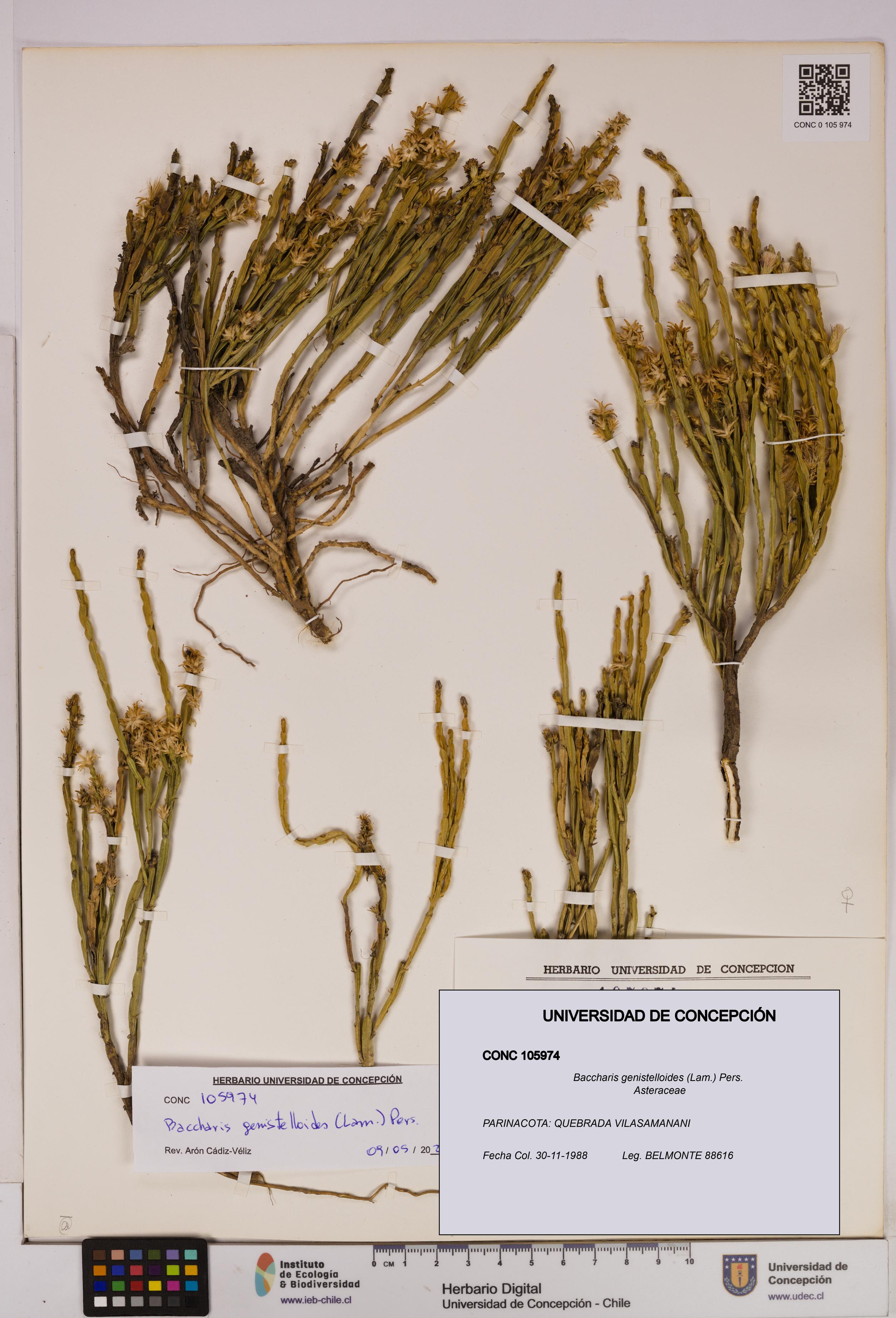 Baccharis genistelloides [Espécimen: UDEC:CONC:0105974]