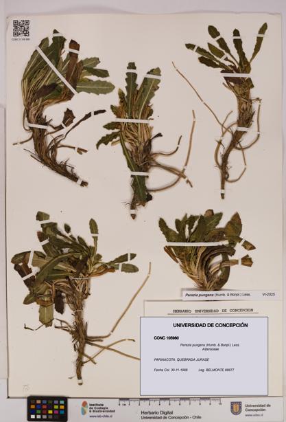 Perezia pungens [Espécimen: UDEC:CONC:0105980]