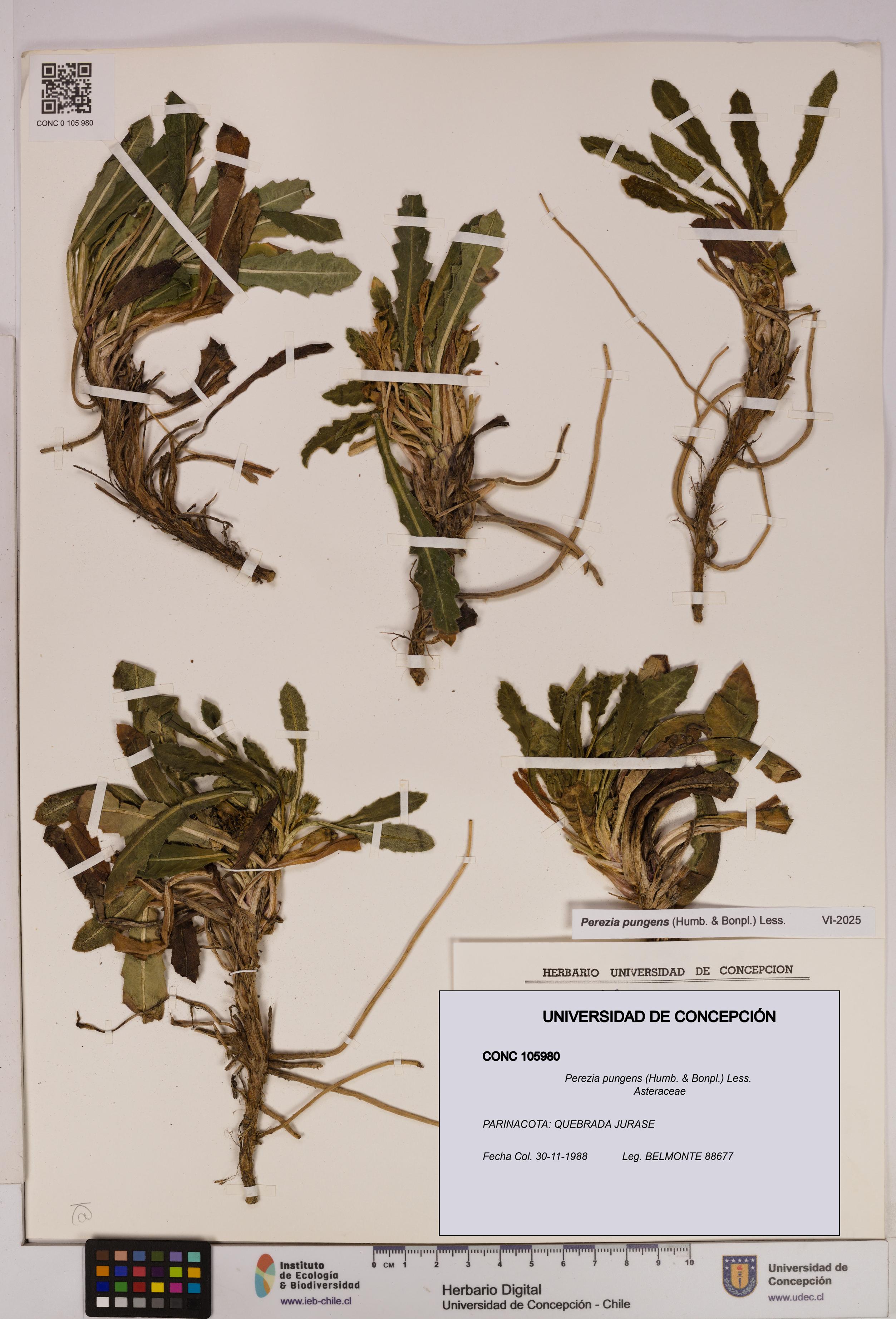 Perezia pungens [Espécimen: UDEC:CONC:0105980]