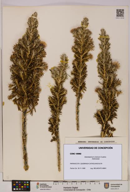 Diplostephium cinereum [Espécimen: UDEC:CONC:0105982]