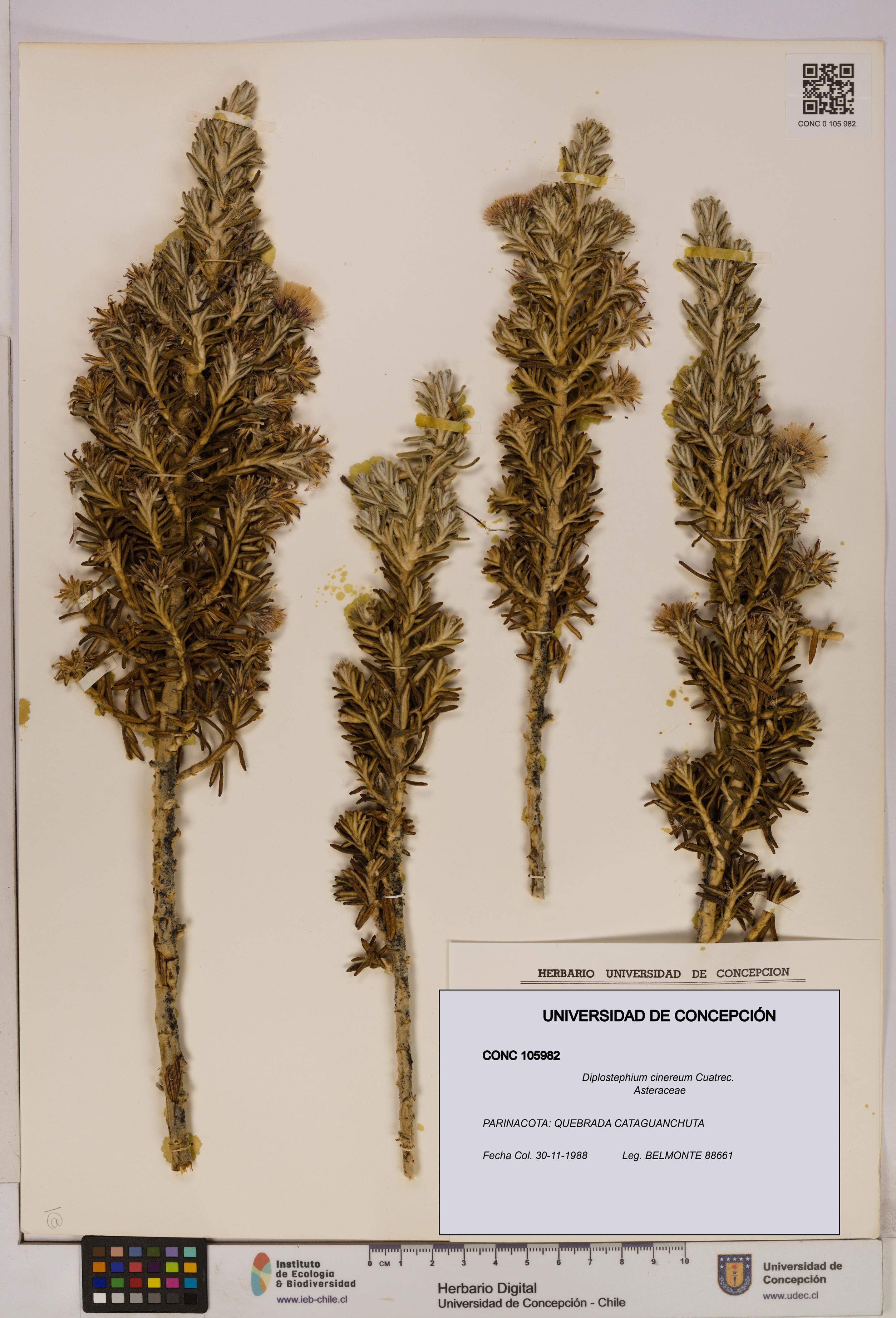 Diplostephium cinereum [Espécimen: UDEC:CONC:0105982]