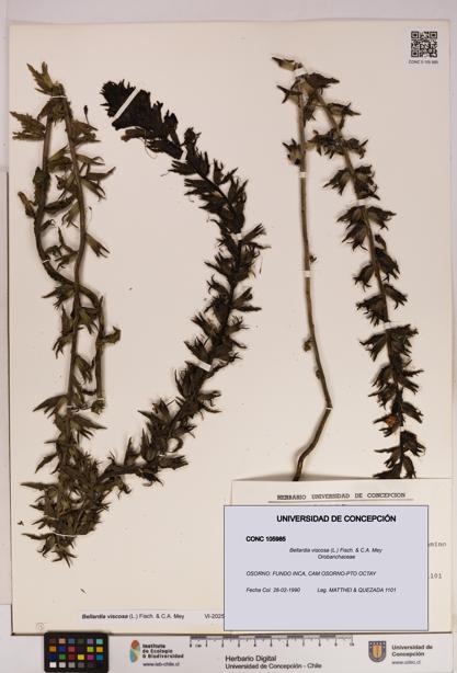 Bellardia viscosa [Espécimen: UDEC:CONC:0105985]