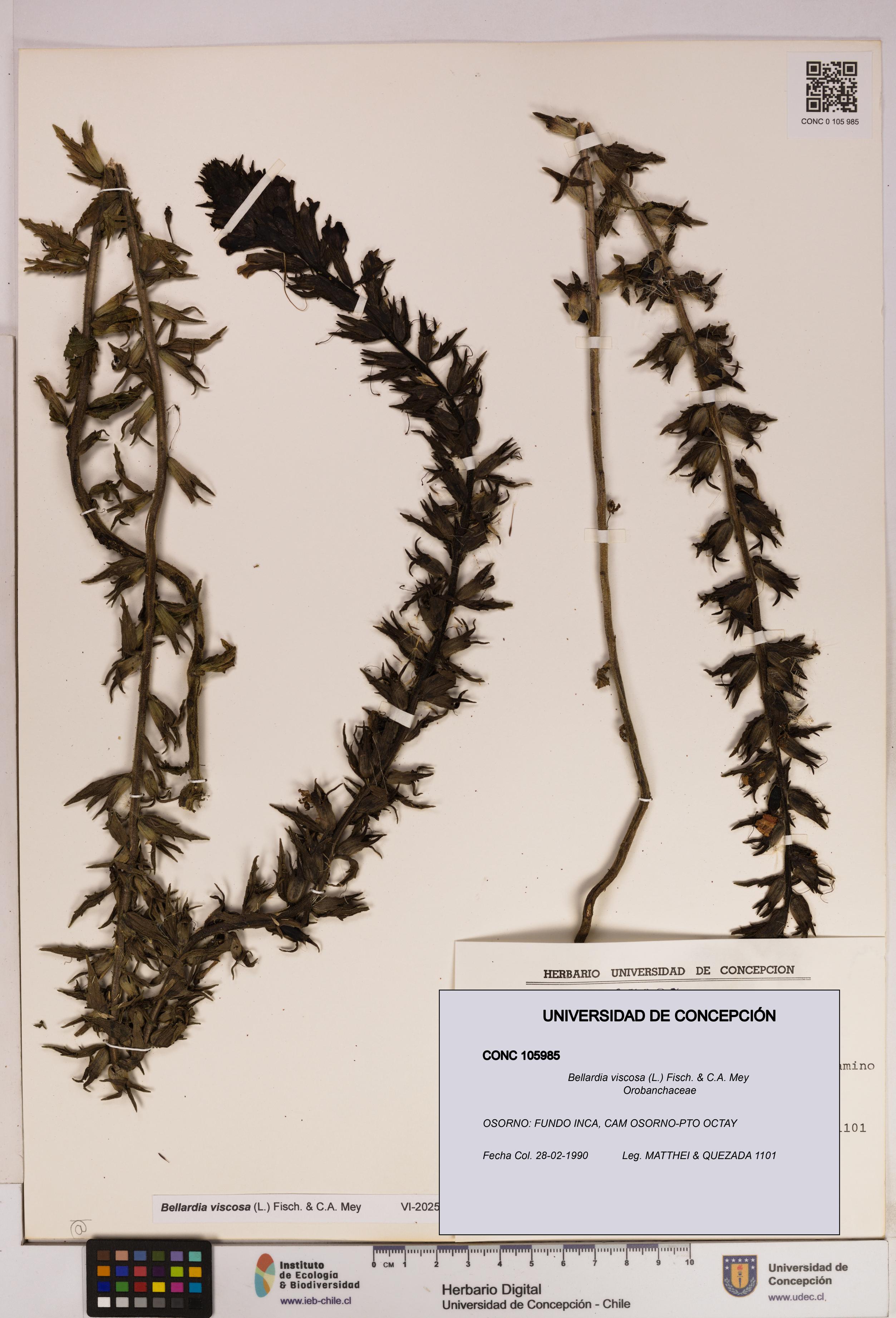 Bellardia viscosa [Espécimen: UDEC:CONC:0105985]